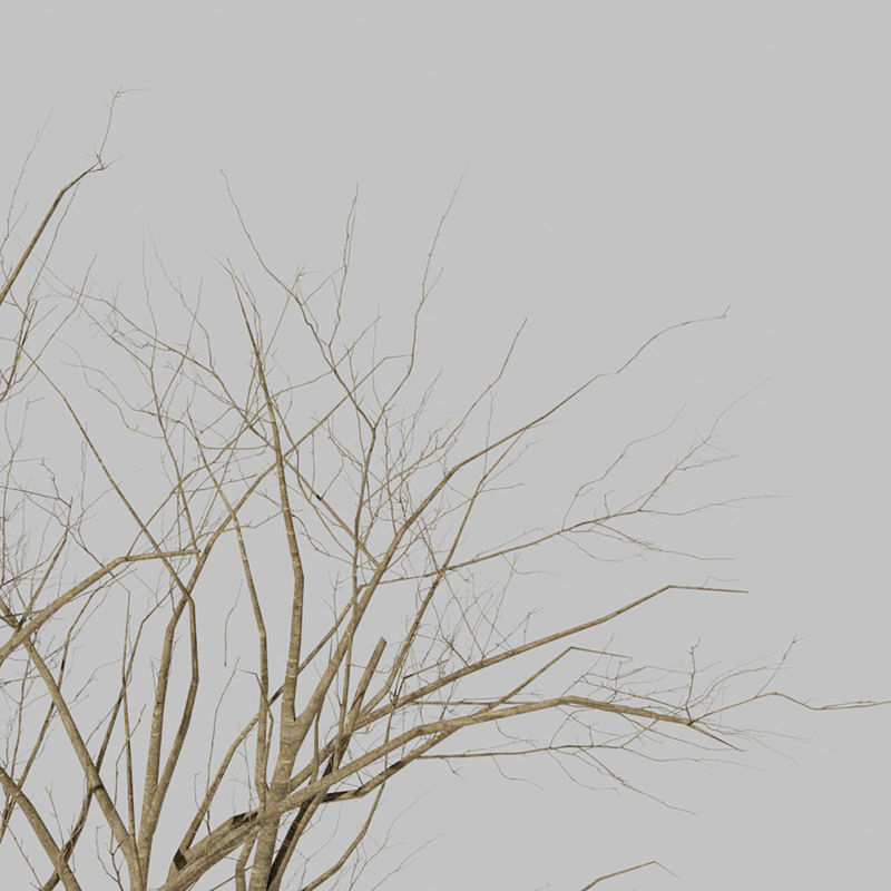نموذج ثلاثي الأبعاد لشجرة الرماد للجبال الجافة