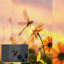Summer dragonfly 3d scene flower insect c4d model