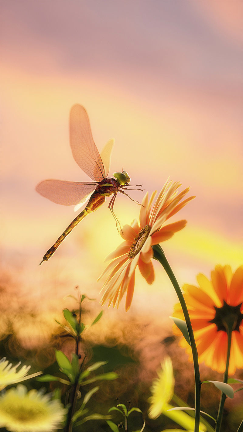 Summer dragonfly 3d scene flower insect c4d model