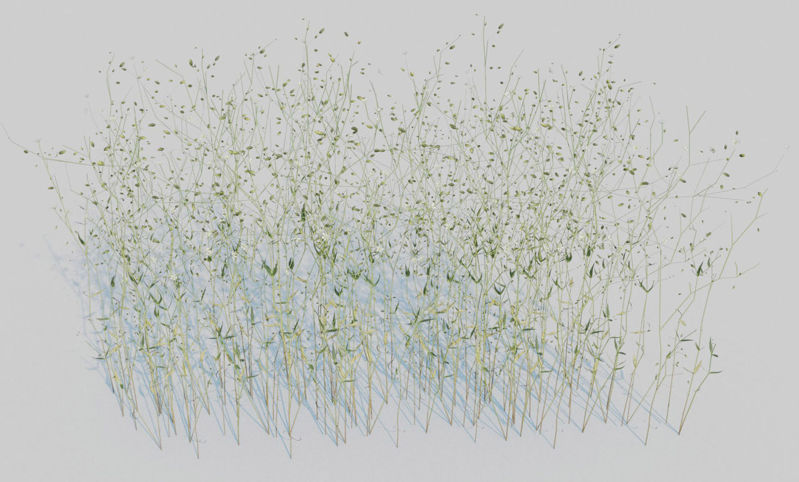 Grassleaf Starwort 3D modellcsomag