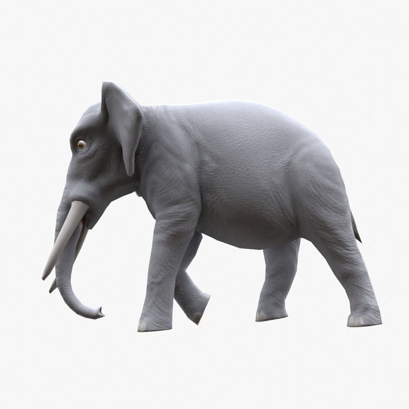 大象带绑定带行走动画3D模型