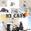High-resolution photos of pet cats