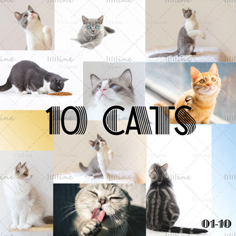 Evcil kedilerin yüksek çözünürlüklü fotoğrafları