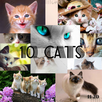 10 قطط خريطة عالية الدقة11-20