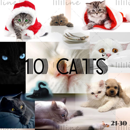 Карта 10 кошек с высокой точностью 21-30