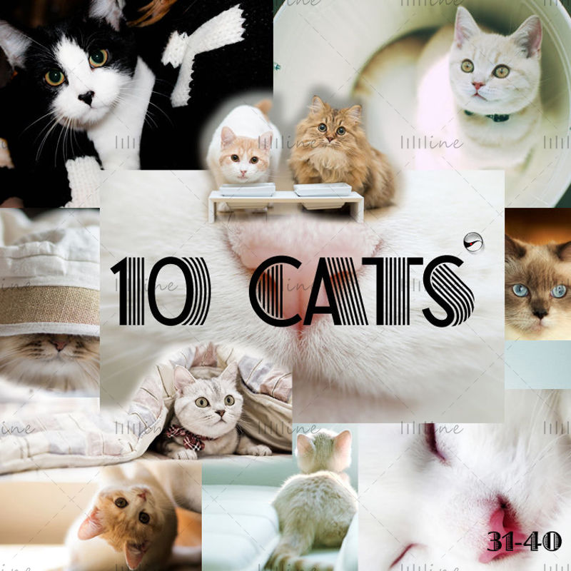 10 قطط خريطة عالية الدقة