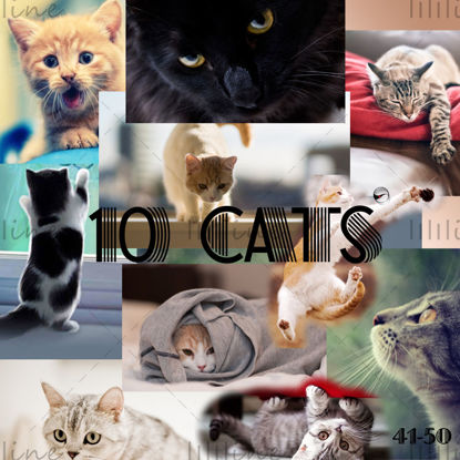 10 Cats High Precision Map41-50
