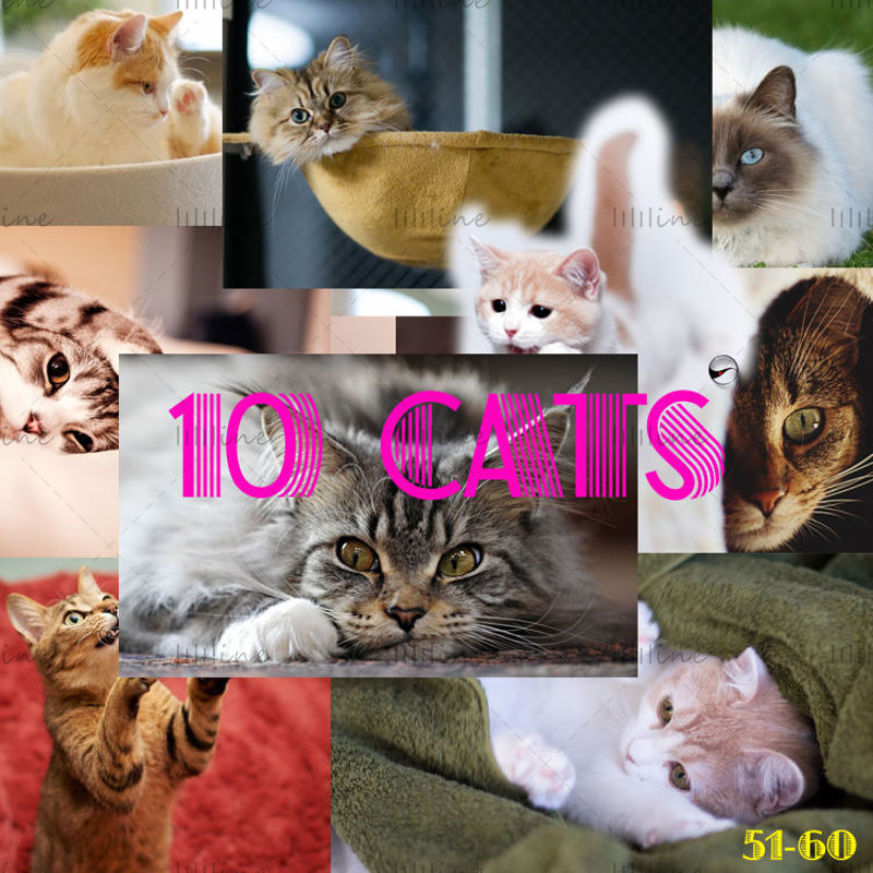 10 گربه نقشه دقیق بالا 51-60