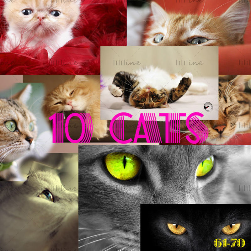 10 Kedi Yüksek Hassasiyetli Harita61-70