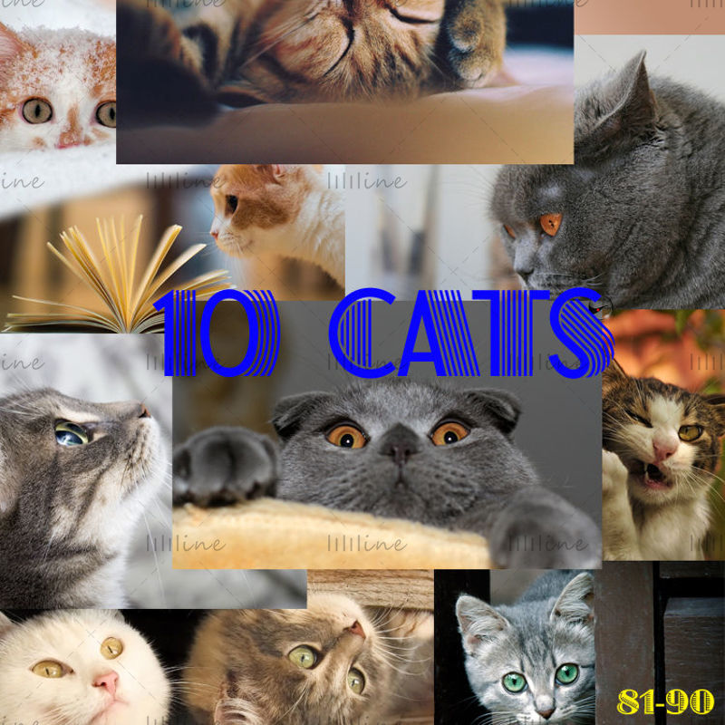 10 قطط خريطة عالية الدقة 81-90
