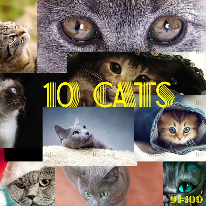 10 pisici Harta de înaltă precizie 91-100