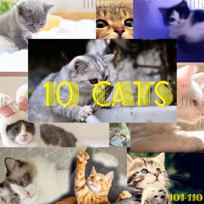 10 KEDİ Kitty Fotoğrafları