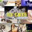 10 CATS Kitty Photos