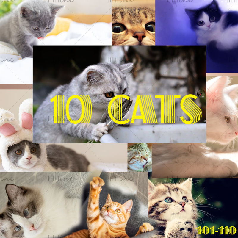 10匹のCATSキティの写真