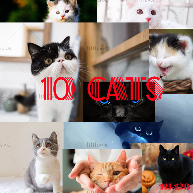 10 pisici