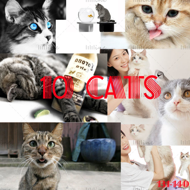 10 macska