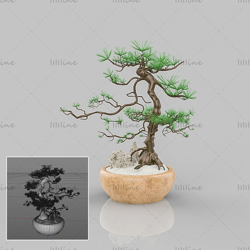 Árbol de pino bonsai de plantación verde de estilo chino tradicional modelo 3d