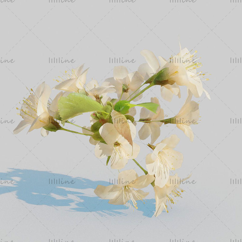 Pack de fleurs de cerisier modèle 3D