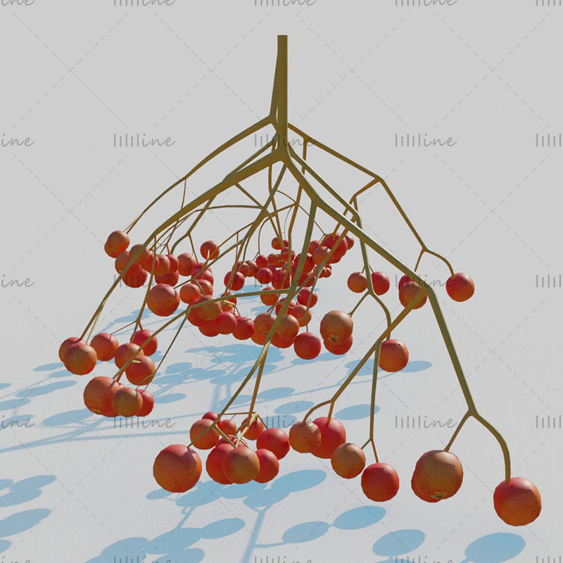 نموذج ثلاثي الأبعاد لفاكهة الرماد الجبلي