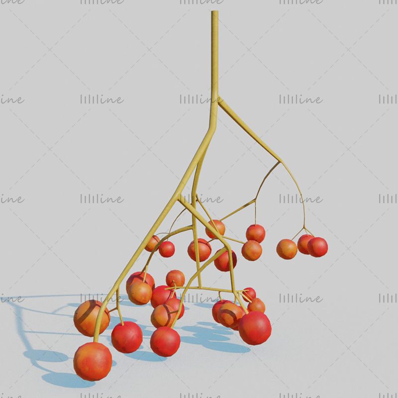 Model 3D de fructe de frasin de munte