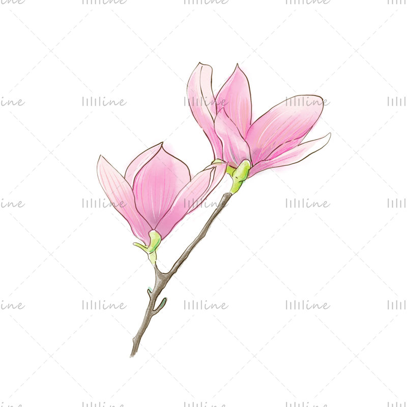 Pink magnolia flower