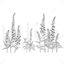 Hand drawn plant vector