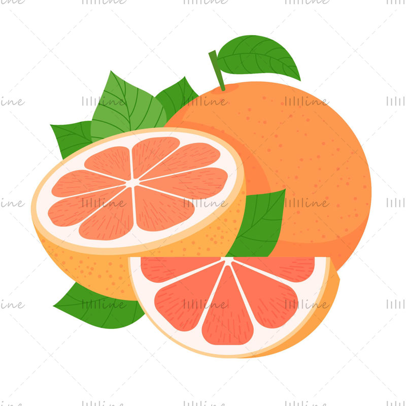 كارتون المتجهات البرتقالية