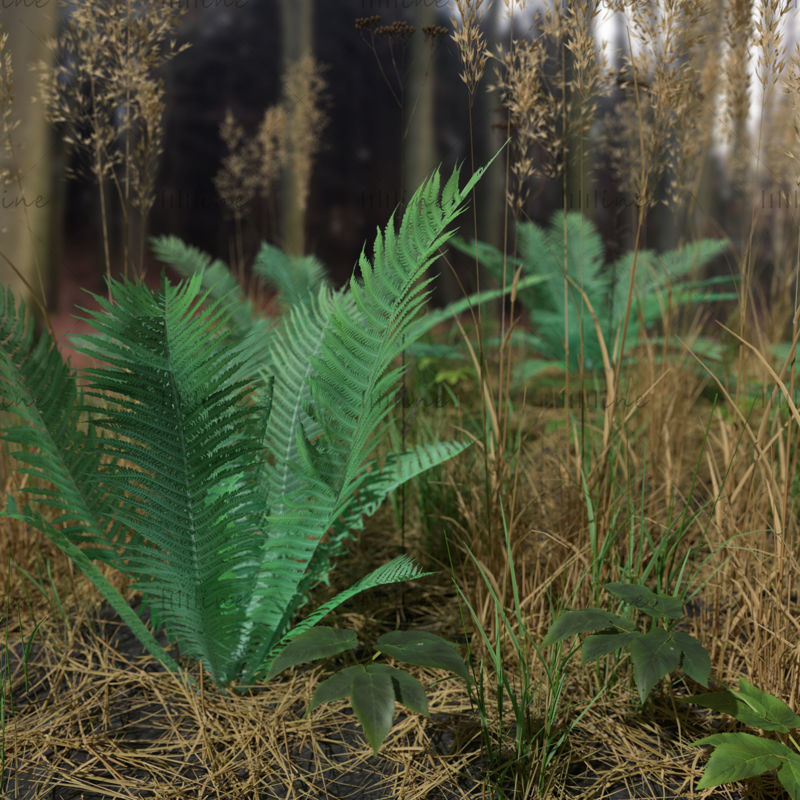 蕨类草甸草皮植物3D模型