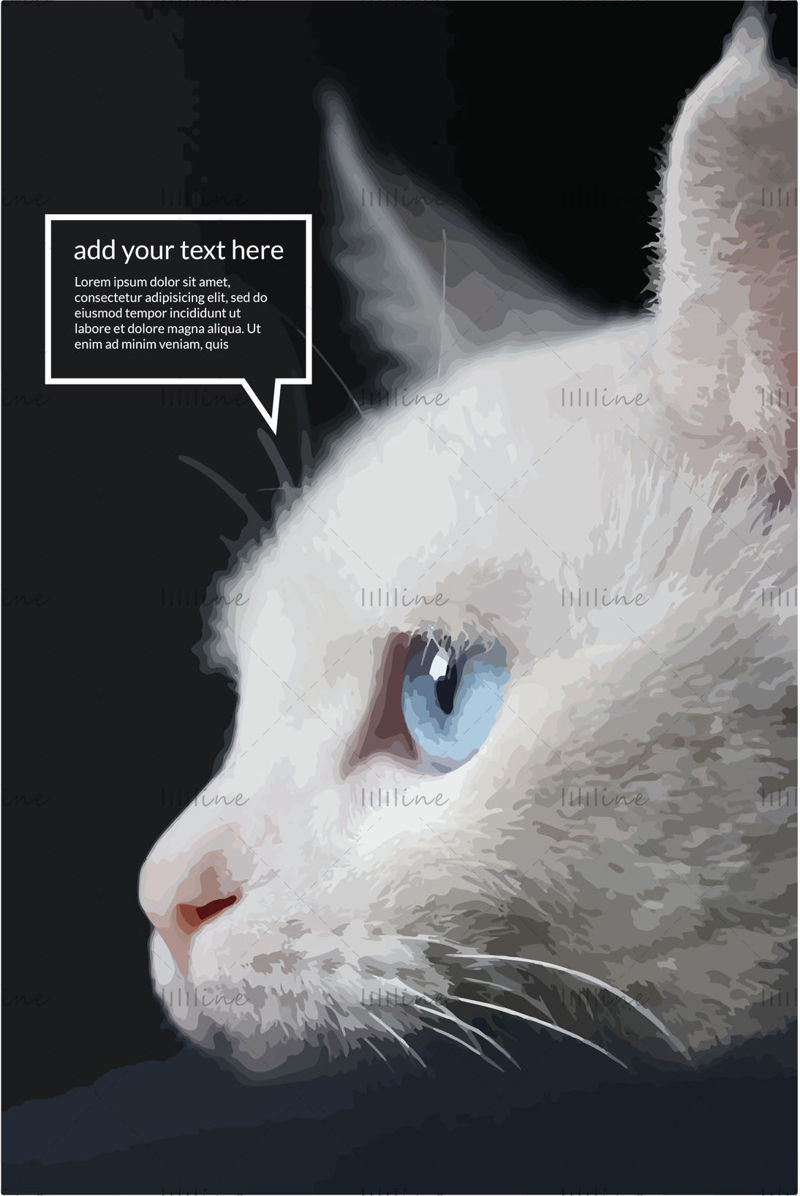 fehér macska kék szemű fekete háttér