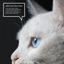 gato blanco con ojos azules fondo negro