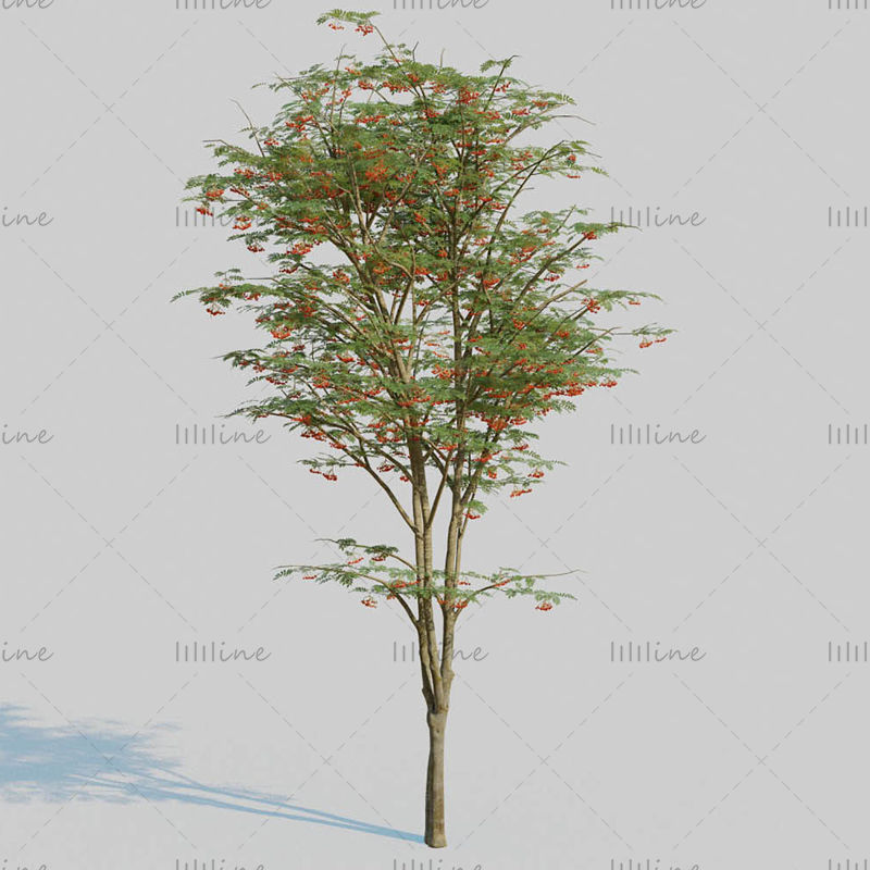 نموذج شجرة الرماد الجبلي ثلاثي الأبعاد