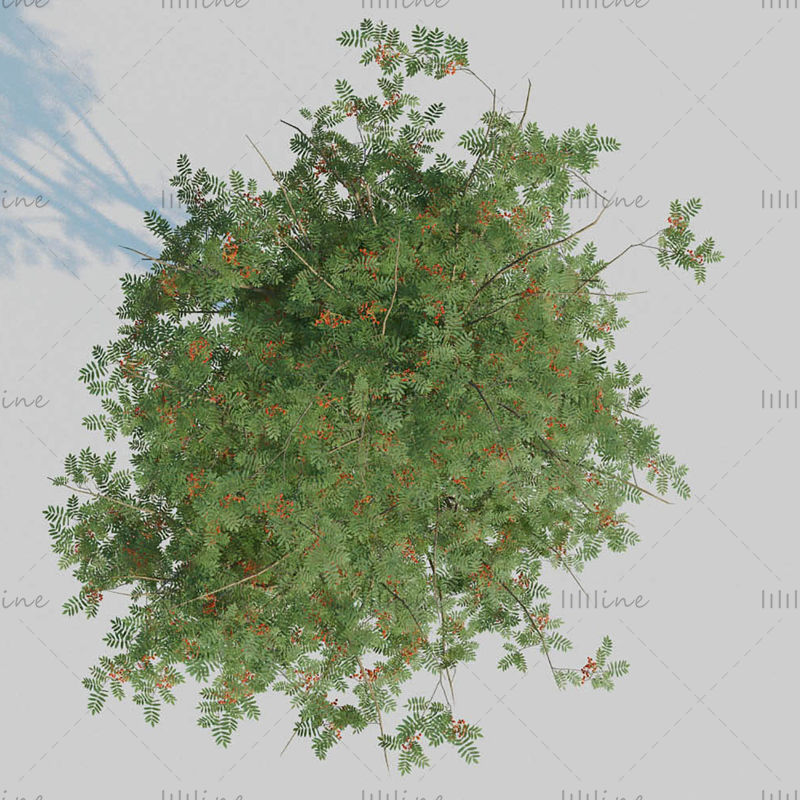Mountain Ash Tree 3D Модель
