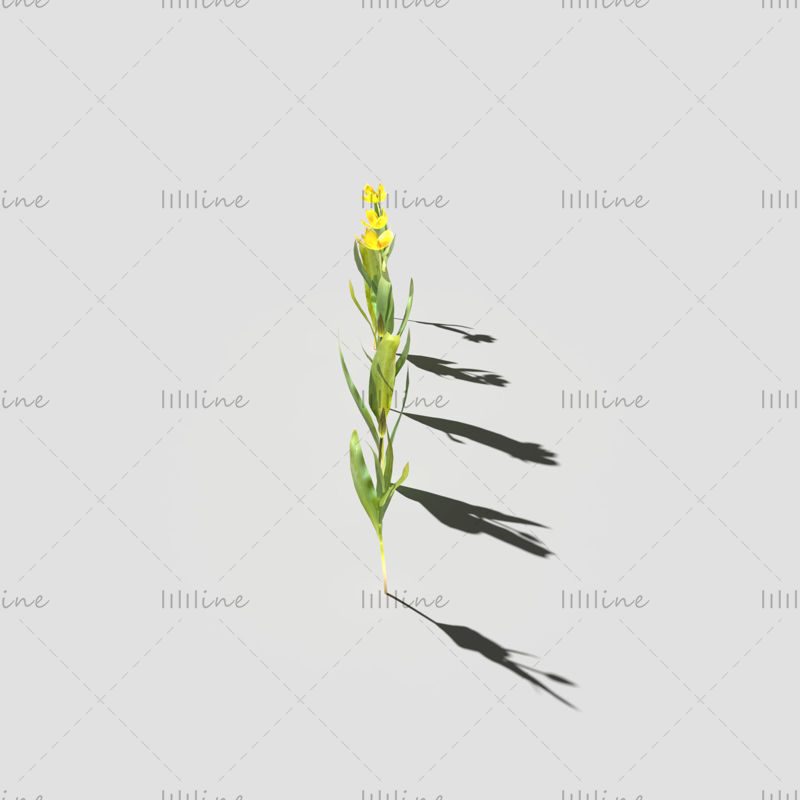 Modelo 3D del paquete de tulipanes de Gesner