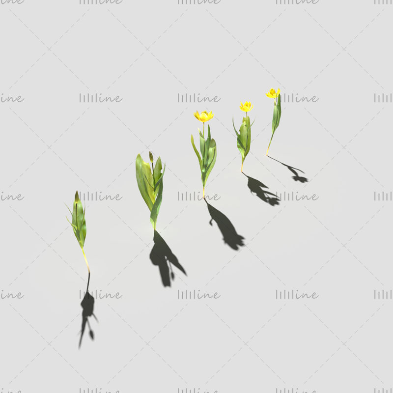 Modelo 3D del paquete de tulipanes de Gesner