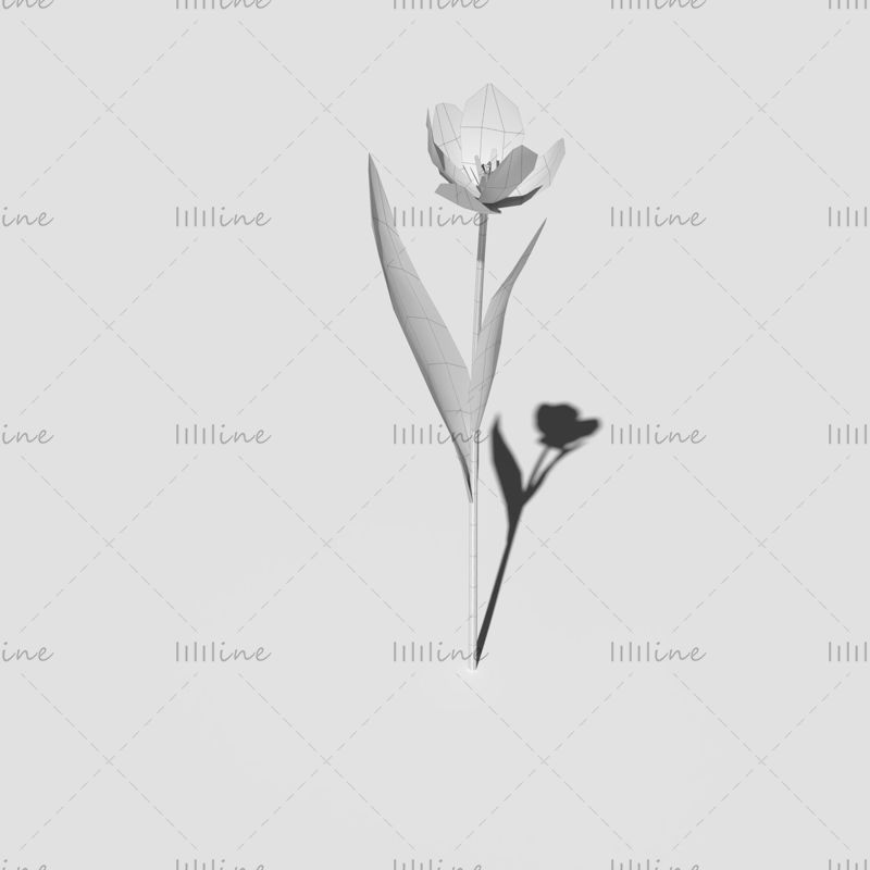 Пакет тюльпанов Геснера 3D модель