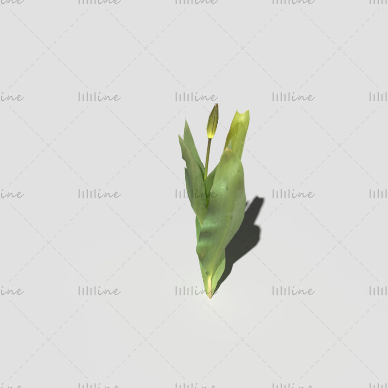 Pack de tulipes de Gesner modèle 3D