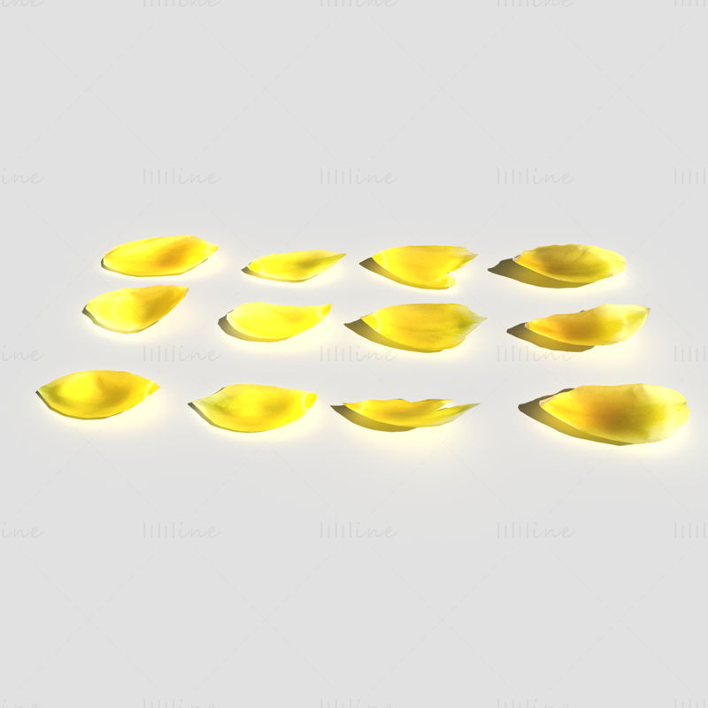 Tulip Petals 3D Model