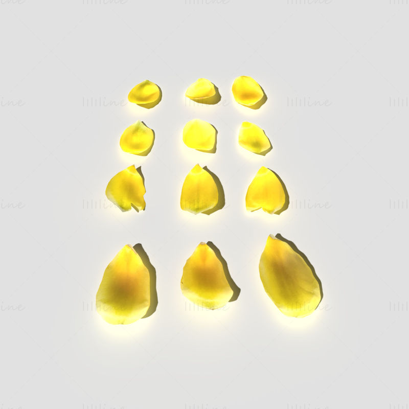 Tulip Petals 3D Model