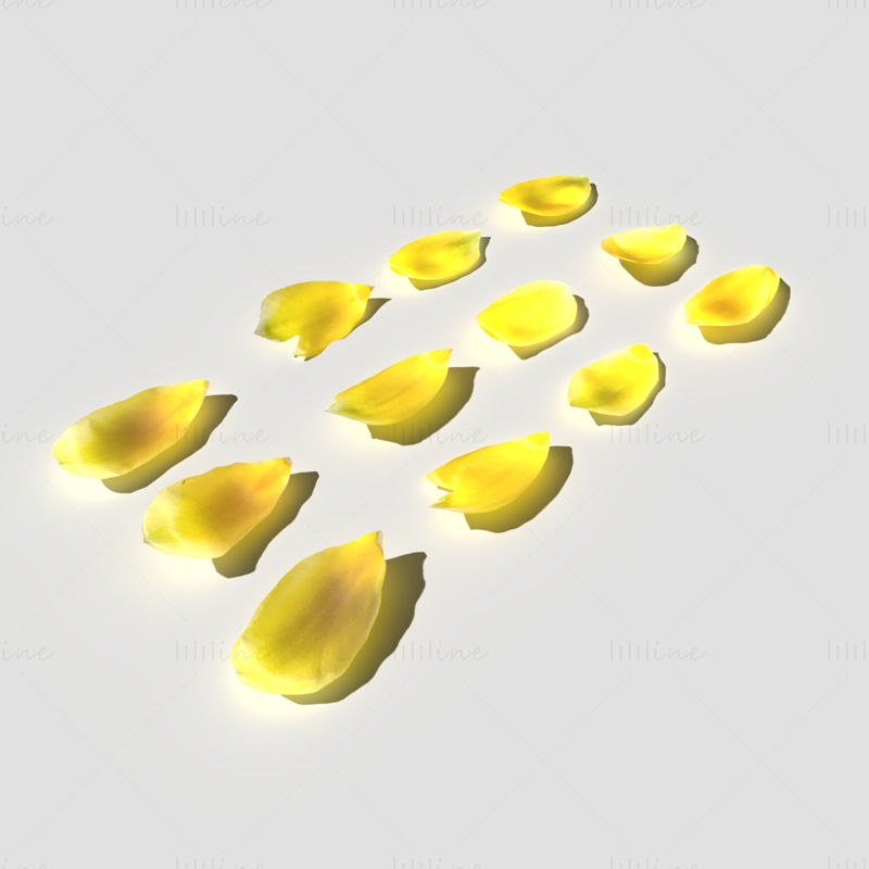 Tulip Petals 3D Model