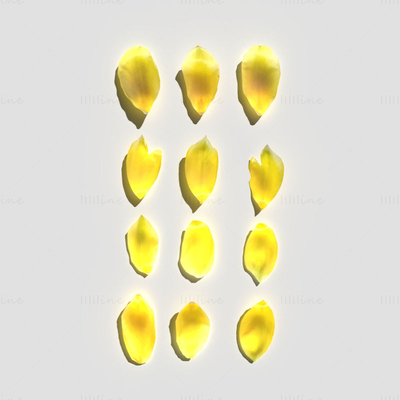 Tulip Petals 3D Model