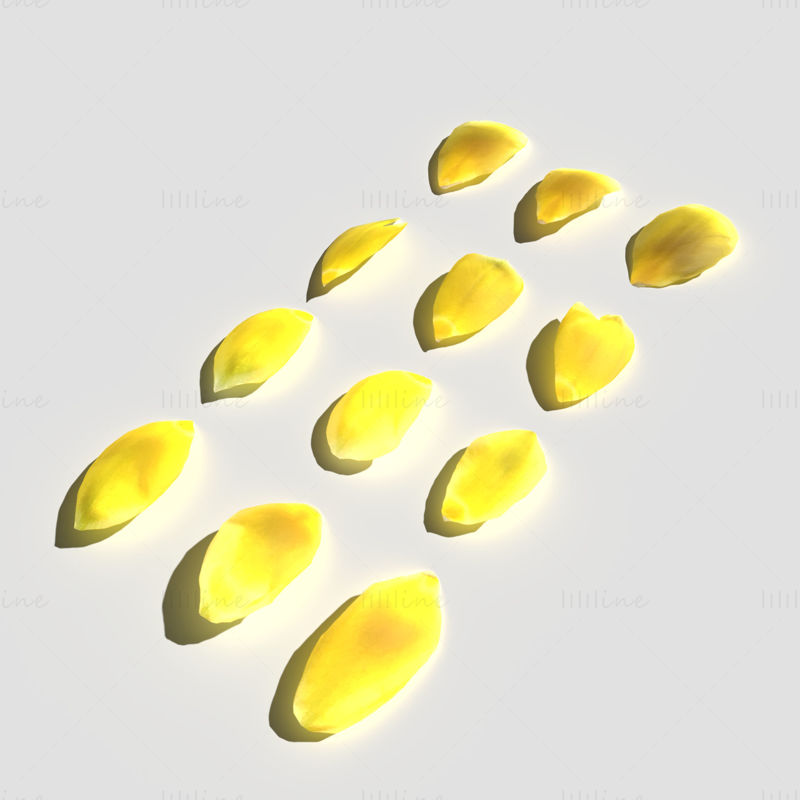 Tulip Petals 3D Model