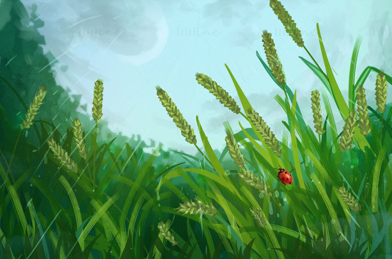 rainy season rainy farmland wheat rice ladybug illustration