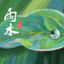 Raindrops solar term poster with water droplets on leaves
