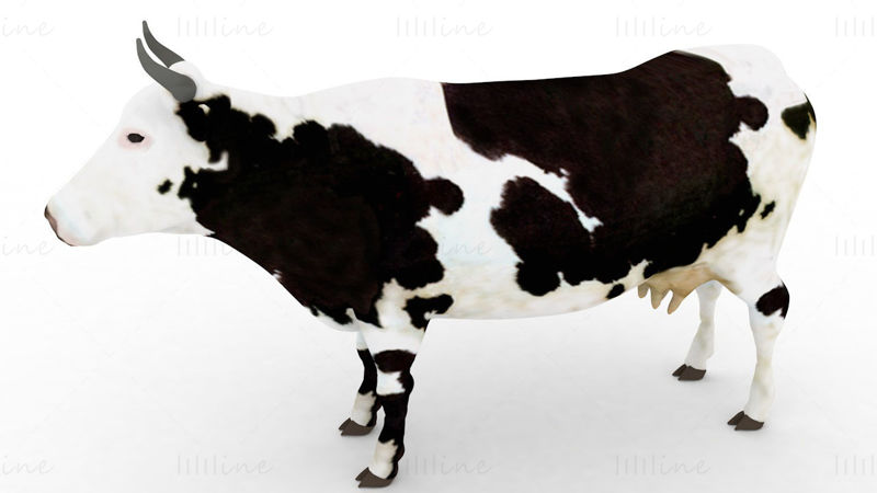 Dairy cattle 3d model