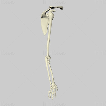Kézi csontváz 3d modell
