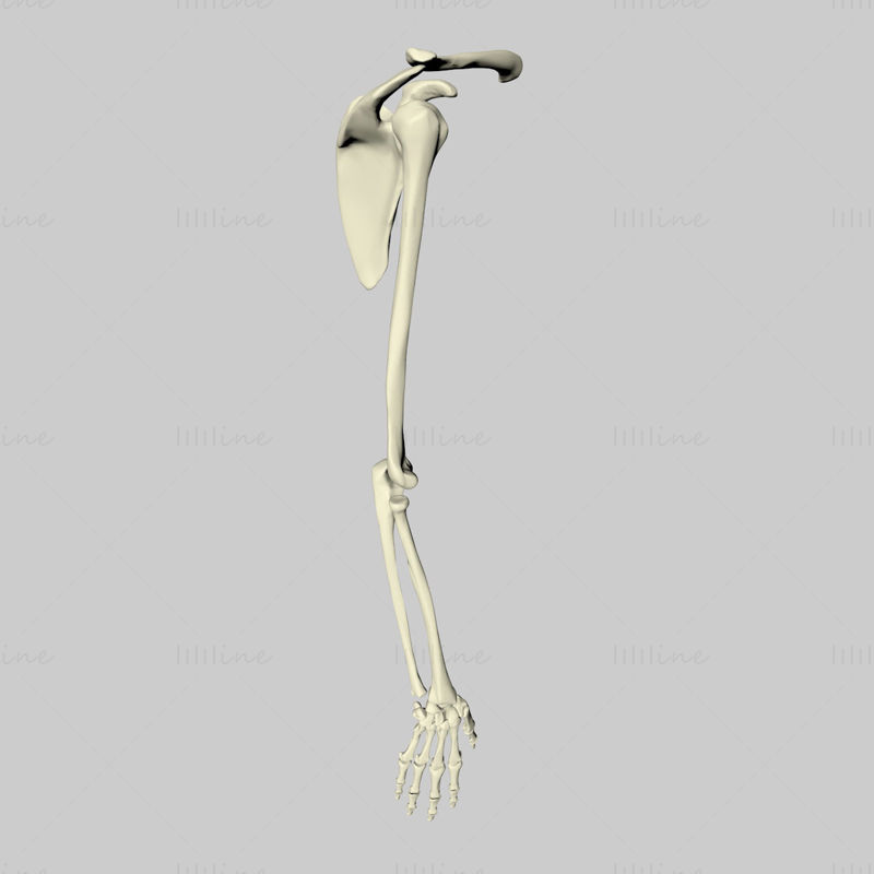手骨架3d模型