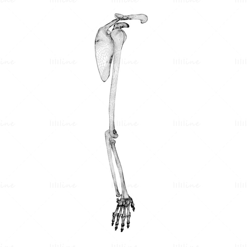 手骨架3d模型