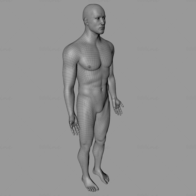 Adam vücudu 3D model
