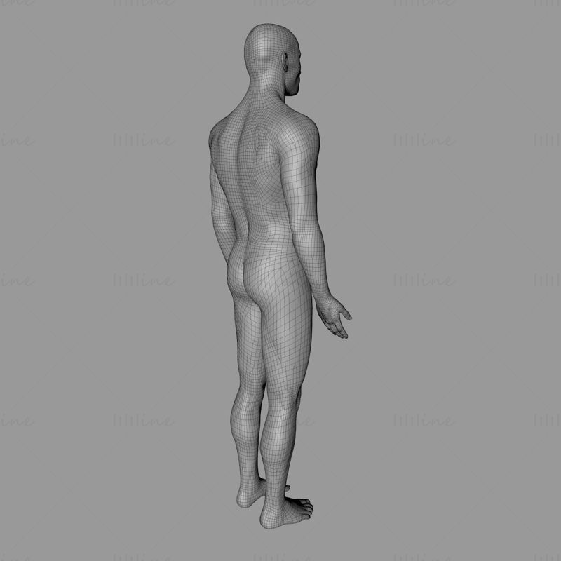 Adam vücudu 3D model