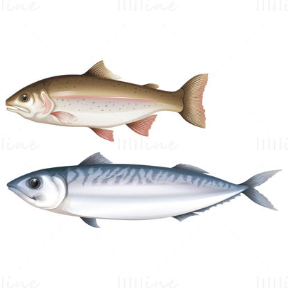 Salmon fish vector